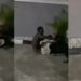 Moment an alleged thief was attacked by two dogs in a compound he broke into (video)