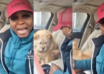 Woman laments bitterly as neighbour’s local dog impregnates her chow chow (Video)