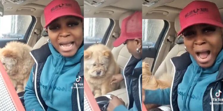 Woman laments bitterly as neighbour’s local dog impregnates her chow chow (Video)