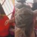 Woman cries profusely after mistakenly voting for APC (Video)