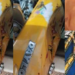 Speeding driver crushes family of four to dəath in Jigawa (Graphic photos)