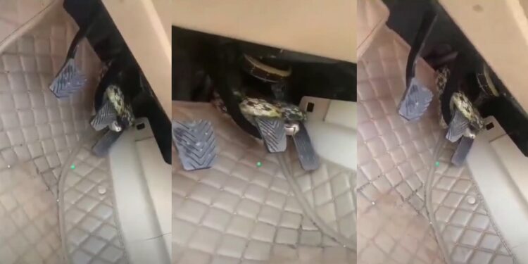 snake was found