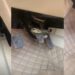 snake was found