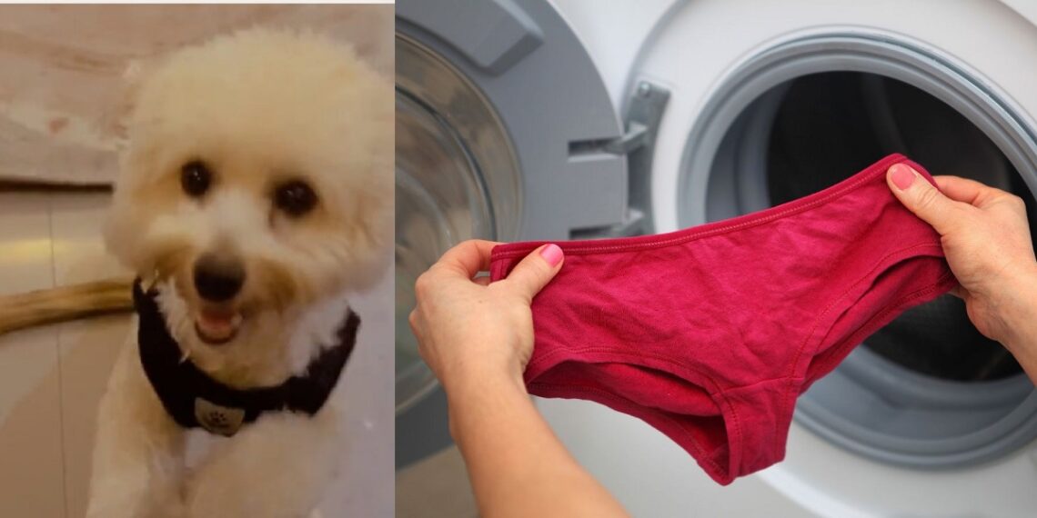 "My dog has eaten all my pants. He eats just the crotch and leaves the