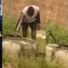 “Back to reality” – Netizens reacts as video of Chef Dammy fetching water from a well without bodyguards surfaces (Watch)