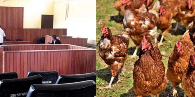 Young man sentenced to 3 months in prison for stealing 100 chickens