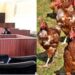 Young man sentenced to 3 months in prison for stealing 100 chickens