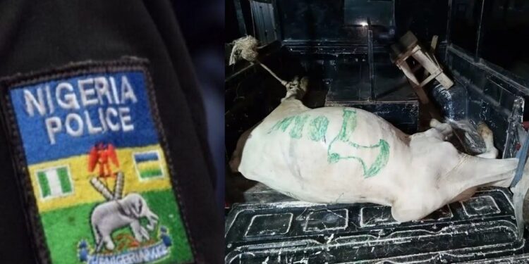 Police arrest cow belonging to cultists in Osun