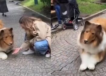 Japanese man reportedly spends $20k to transform himself into a dog (Video)