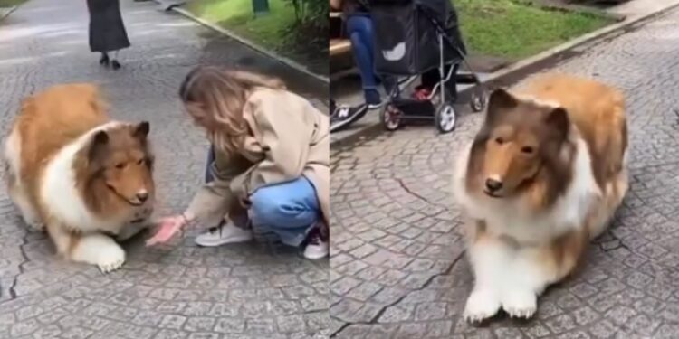 Japanese man reportedly spends $20k to transform himself into a dog (Video)
