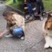 Japanese man reportedly spends $20k to transform himself into a dog (Video)