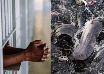 Court sentences two farm workers to prison for stealing catfish worth N606K