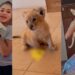 Netizens puzzled