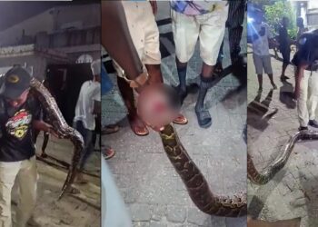 Fear amongst Lagos estate residents as huge python was found wandering (Video)
