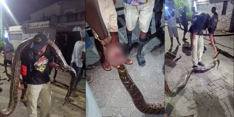 Fear amongst Lagos estate residents as huge python was found wandering (Video)