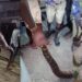 Fear amongst Lagos estate residents as huge python was found wandering (Video)