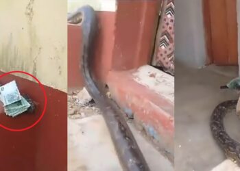 huge snake 'delivering'