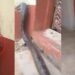 huge snake 'delivering'