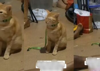 Lady scolds her pet cat over its refusal to eat its meal (VIDEO)