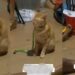 Lady scolds her pet cat over its refusal to eat its meal (VIDEO)
