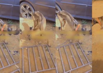 Nigerian man shares video of his malnourished dogs and blames the economy for their emaciated state (watch)