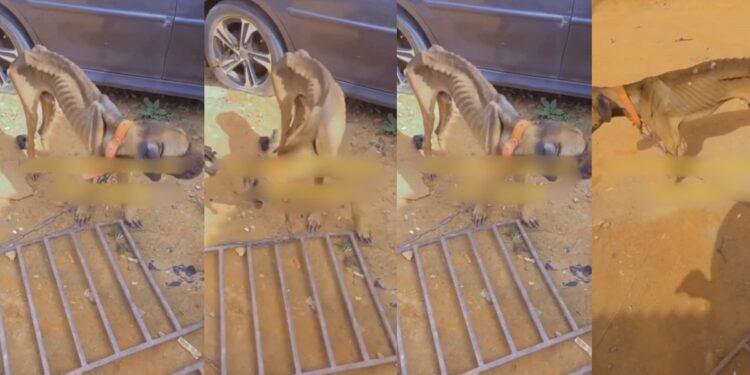 Nigerian man shares video of his malnourished dogs and blames the economy for their emaciated state (watch)