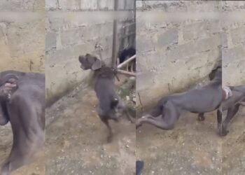 Nigerian Vet’s Encounter With Pitbull Goes Viral After Injection Mishap (VIDEO)
