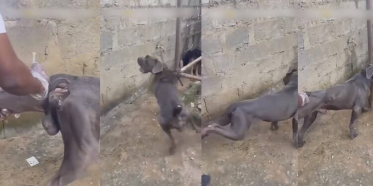 Nigerian Vet’s Encounter With Pitbull Goes Viral After Injection Mishap (VIDEO)