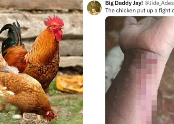 Tech bro dragged to filth over failure to k!ll a chicken on Christmas day