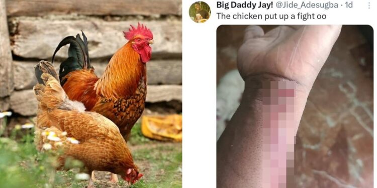 Tech bro dragged to filth over failure to k!ll a chicken on Christmas day