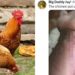 Tech bro dragged to filth over failure to k!ll a chicken on Christmas day