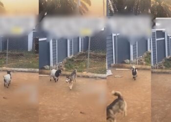 “This goat don stay 2 months with my dogs, he character don change”- Nigerian man in shock as his goat exhibits dog-like behavior (Video)