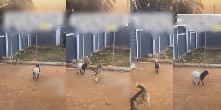 “This goat don stay 2 months with my dogs, he character don change”- Nigerian man in shock as his goat exhibits dog-like behavior (Video)