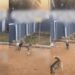 “This goat don stay 2 months with my dogs, he character don change”- Nigerian man in shock as his goat exhibits dog-like behavior (Video)
