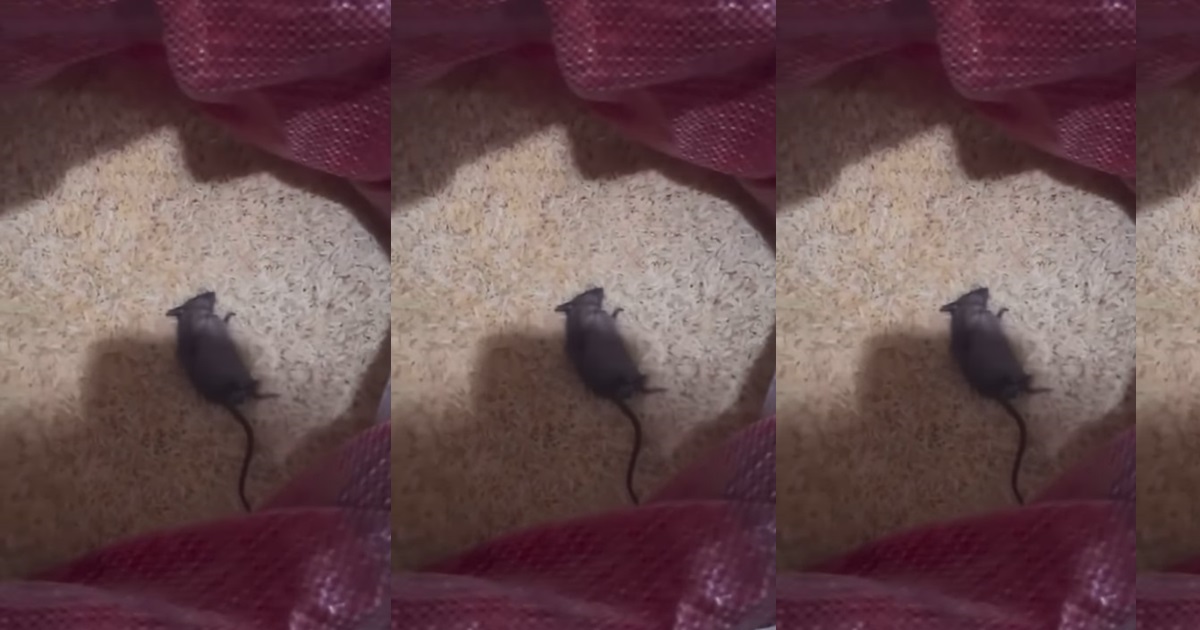 Lady in shock after finding d£ad rat in her bag of rice (WATCH)