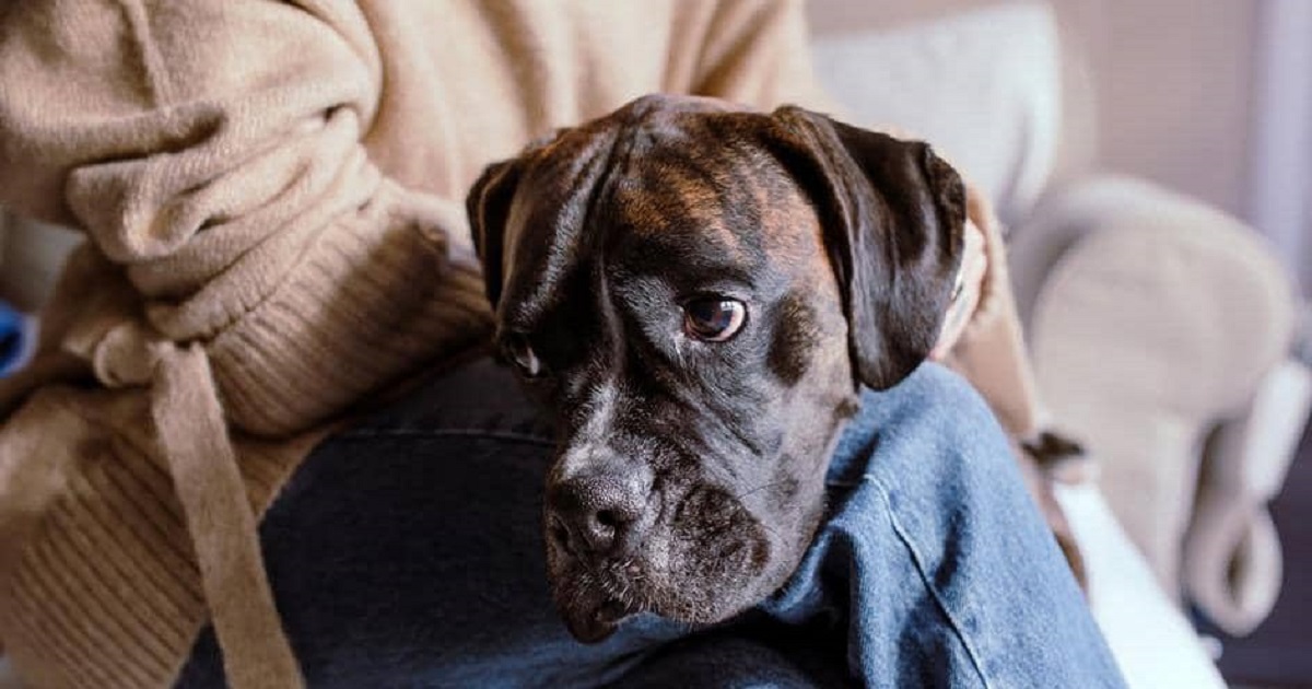“I druggɘd the Dog and made it have s€x with me” – US-based lady writes as she seeks the help of internet users after being intimate with her boyfriend’s dog