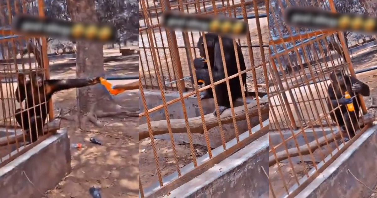 “Dis are pure human beings, dey are just afraid of bills” – Reaction as monkey gulps drink like a human being (VIDEO)