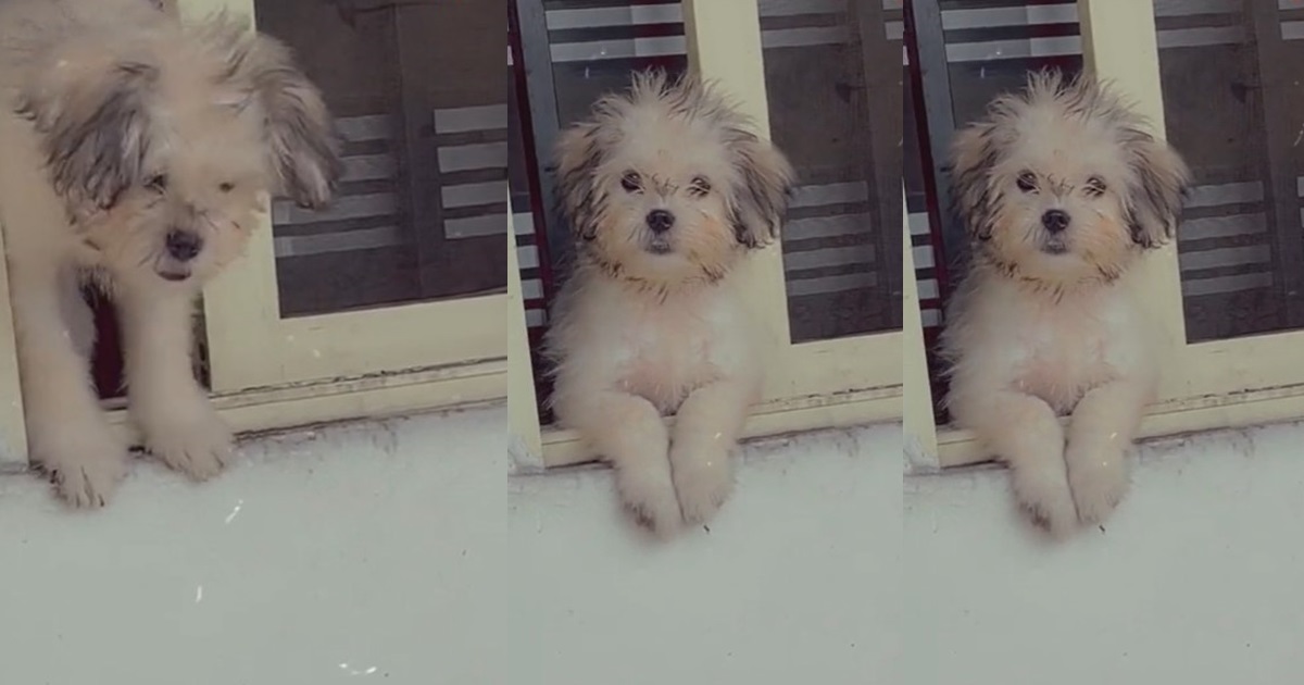 “This your dog nah confirm Agbero” – Hilarious moment lady caught her pet trying to escape just after she left the house (WATCH)