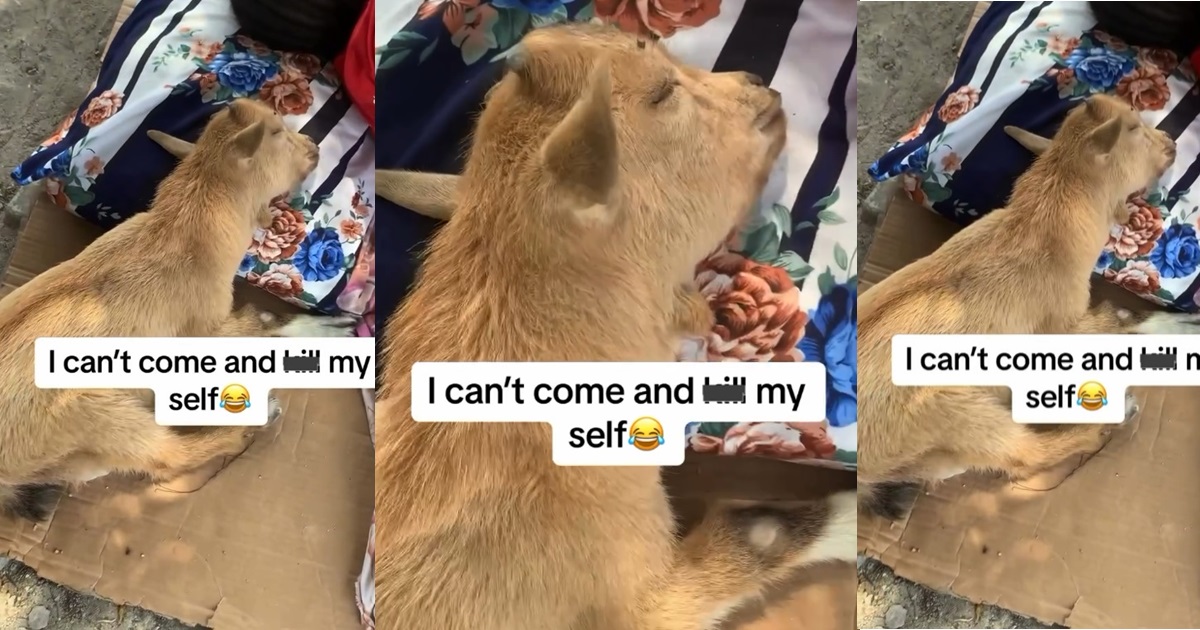 Hilarious video of a goat spotted sleeping peacefully with a pillow and having its best dream ever  (WATCH)