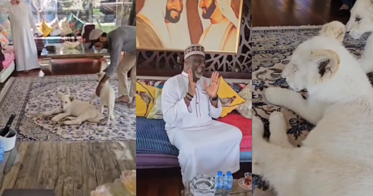 “Lion dey fǝar lion” – Moment Senator Dino Melaye pleaded for his life as a lion approached him at a friend’s house (WATCH)