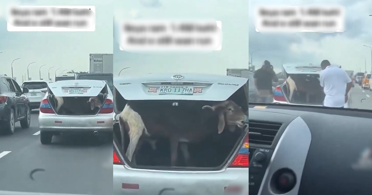 “Ileya ram 1.4m keh!” – Moment A Ram Nearly Escaped From A Car Booth On The Highway (VIDEO)