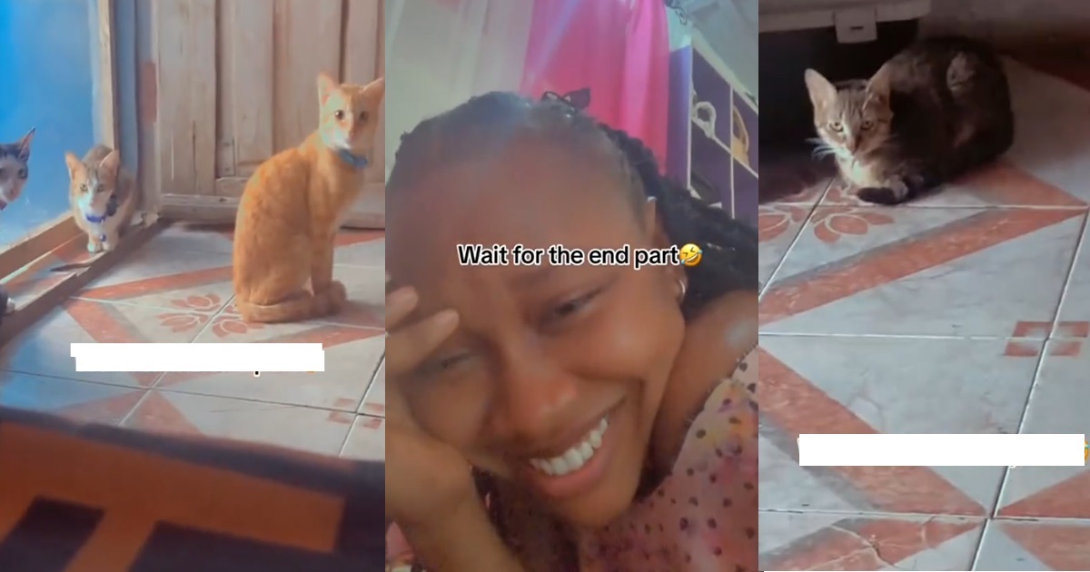 “Na wetin dey make some cats turn w!tch be this” – Lady shows her cats’ expression when she intentionally delayed feeding them (VIDEO)