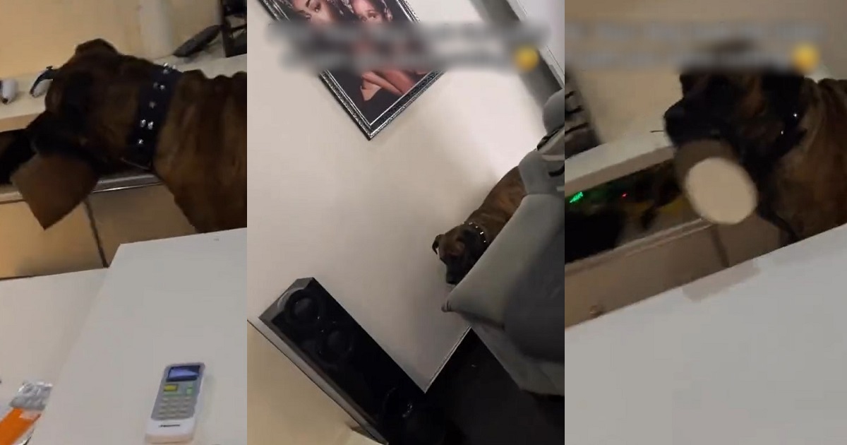 “Na your neighbor send am” – Netizens react to a video of a dog running away with a tuber of yam (VIDEO)