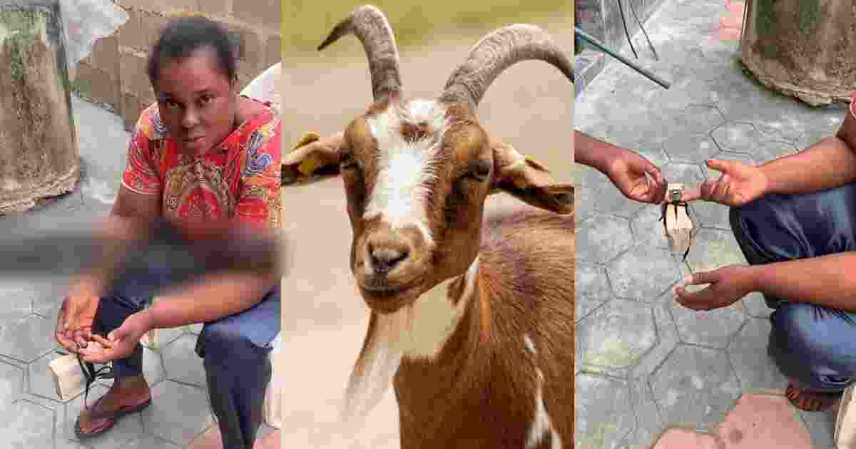 goat fiasco