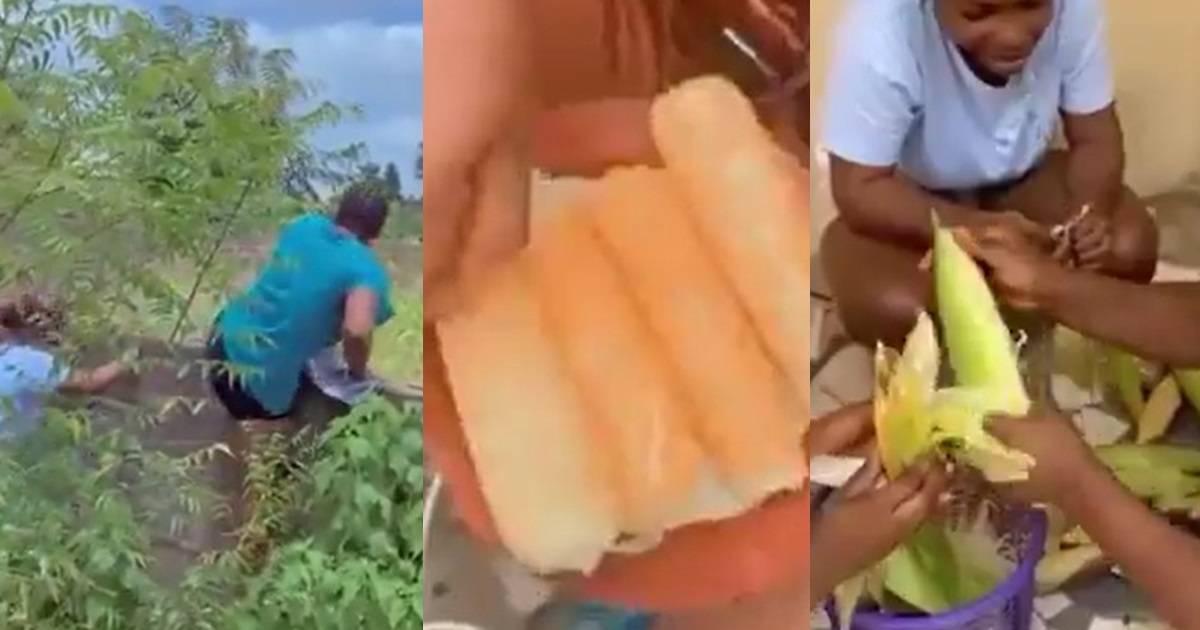 “Filming yourself stæling has to be cr@zy” – Viral video of ladies harvesting corn from a farm beside their lodge sparks reactions (WATCH)