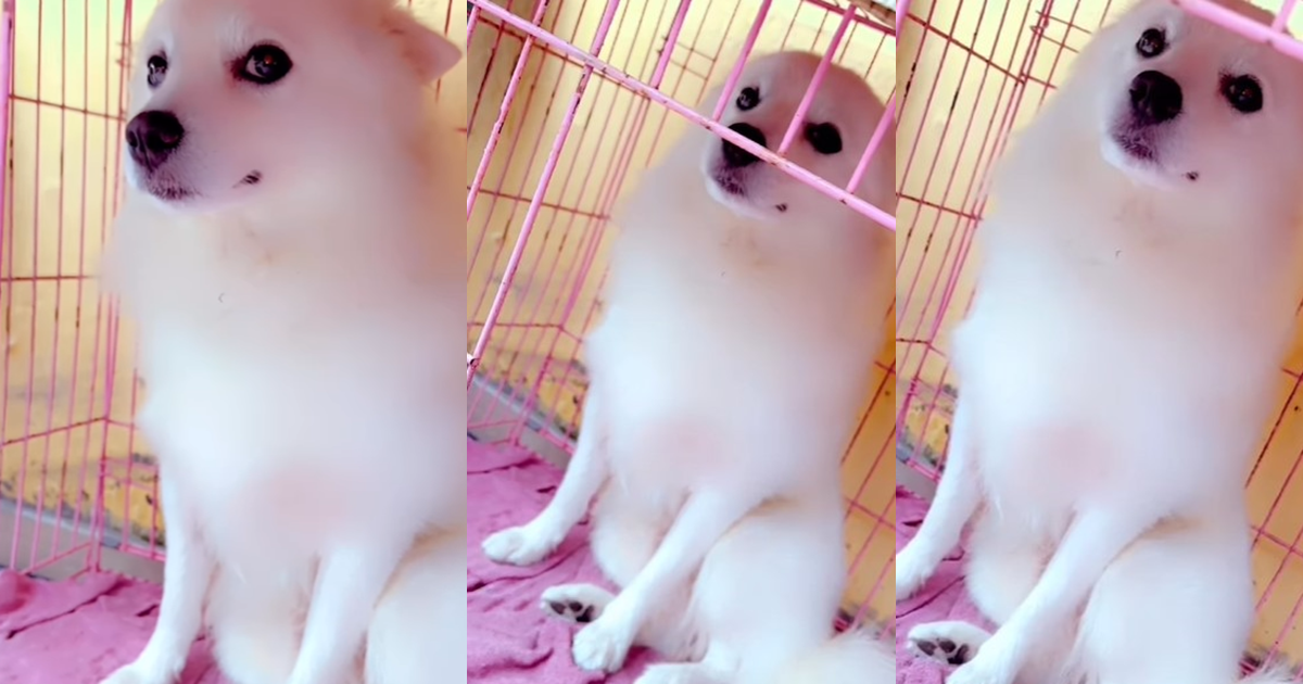 “See the bombastic side eye” – Nigerian lady apologizes to her pet dog after keeping him in the cage overnight (WATCH)