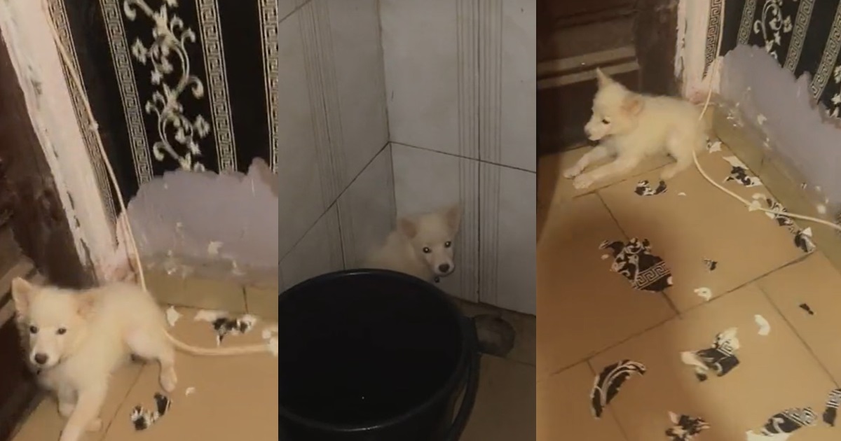 “I can’t take it anymore she must leave my house” – Nigerian man r@ges as pet dog tǝar down house wallpaper overnight (VIDEO)