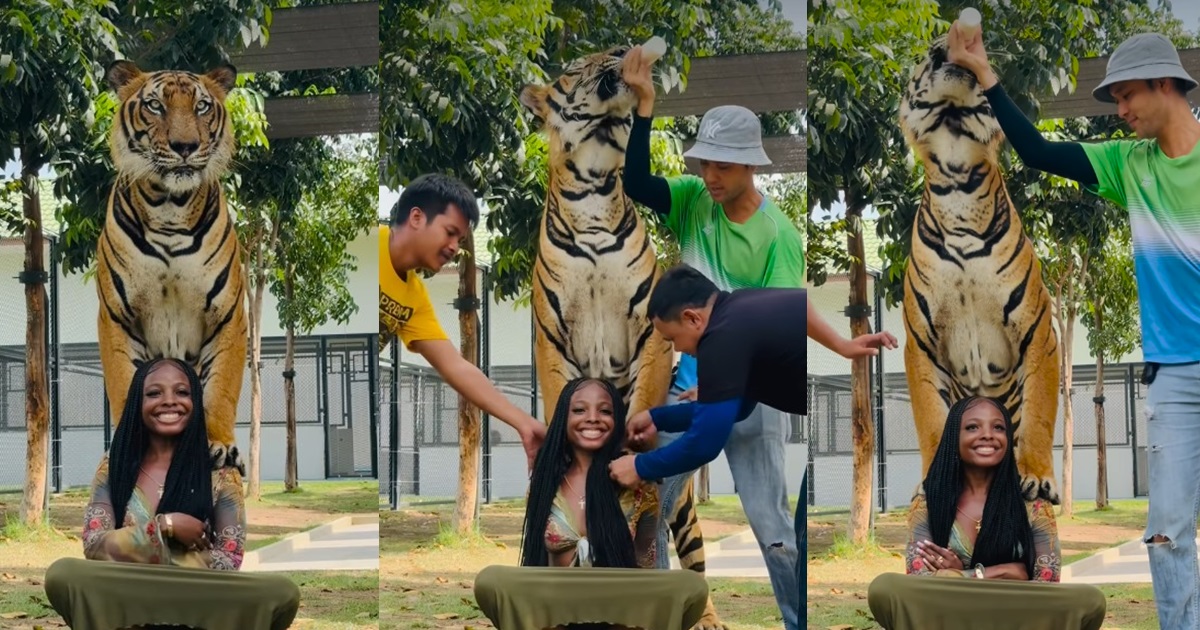 “See person wey dem put as next of kin” – Lady r!sks it all as she enjoys her 20’s underneath a tiger (WATCH)