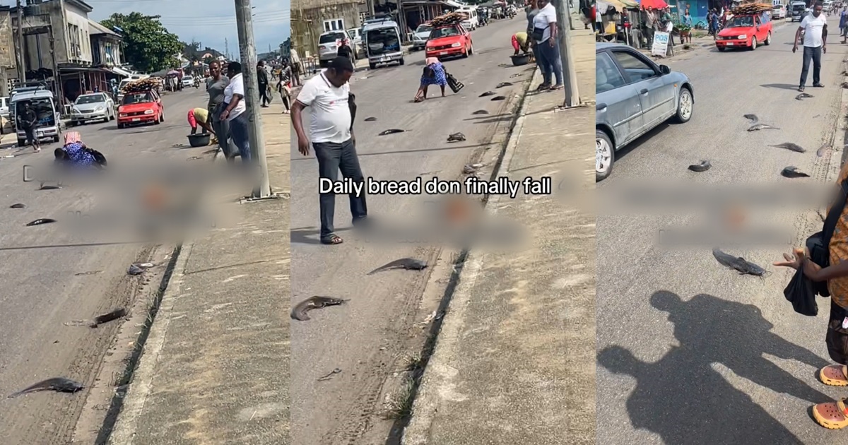 People jubilate as they pack littered “miracle” catfish from the road (VIDEO)