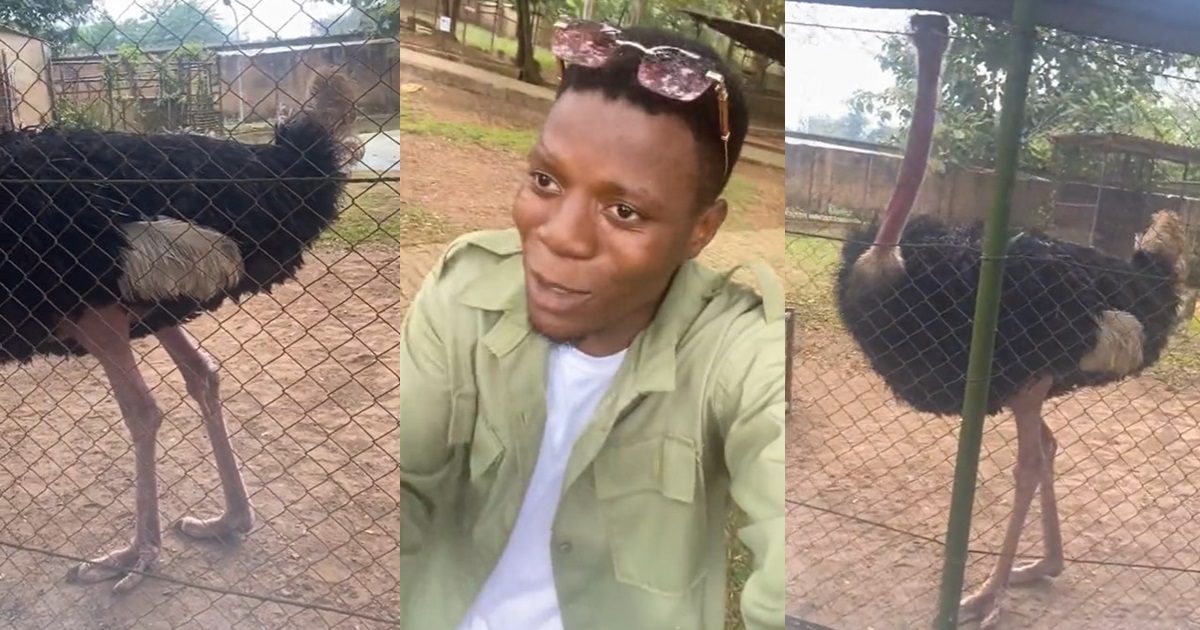 “And na nysc uniform this guy wear so” – Tongue wags as male corps member confuse an ostrich with a ‘peacock’ (WATCH)
